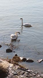High angle view of swans swimming in lake