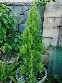 Plants growing in pond