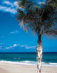 Palm tree by sea against sky