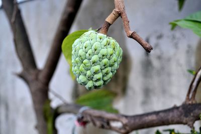 Close-up of custard apple growing on tree