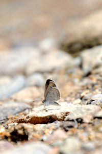 Close-up of bird perching on rock