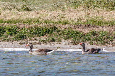 View of ducks swimming in lake