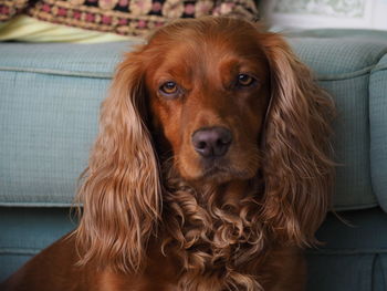 Close-up portrait of dog