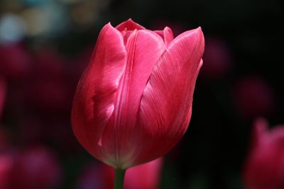 Close-up of pink tulip blooming outdoors