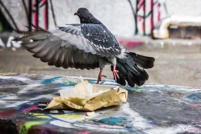 Pigeon taking off