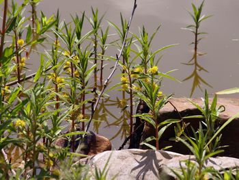 Close-up of plants against blurred background