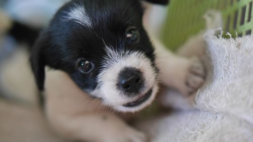 Close-up portrait of puppy at home