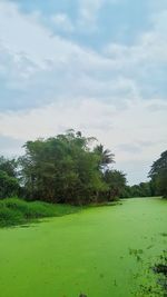 Trees on field against sky