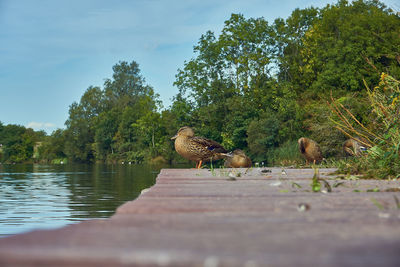 View of birds by the lake