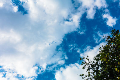 Low angle view of trees against blue sky