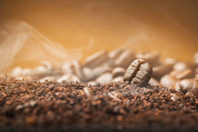 Close-up of coffee beans over ground coffee and steam