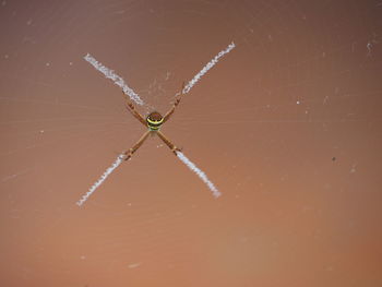 Close-up of spider on web