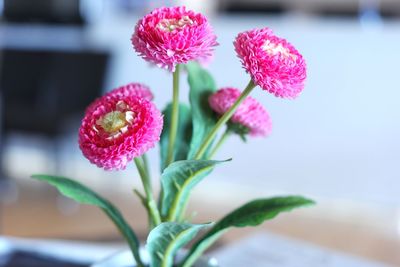 Close-up of pink flowering plant