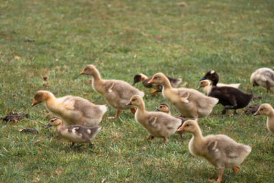 Ducks on field