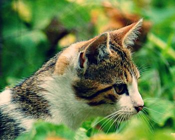 Close-up of cat