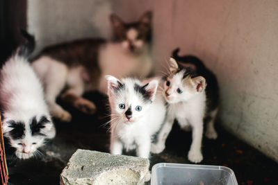 Portrait of two kittens