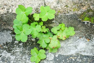 High angle view of plants growing in park