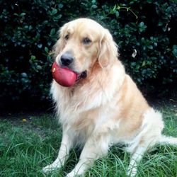 Close-up of dog on field