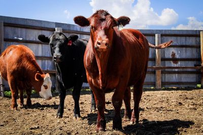 Cows standing on field against sky