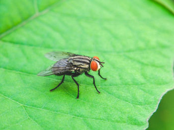 Close-up of housefly on leaf