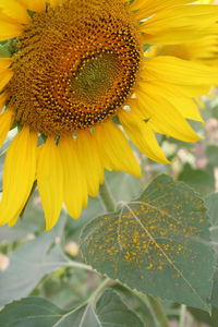 Close-up of sunflower