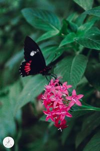 Close-up of butterfly on pink flower