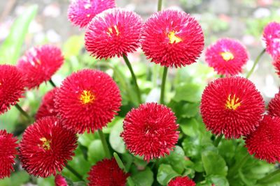 Close-up of red flowers blooming outdoors