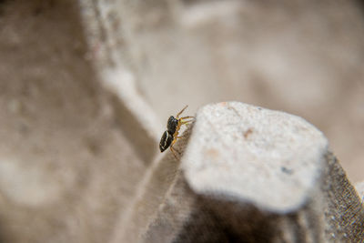 Close-up of insect on rock