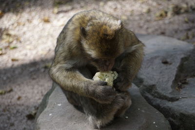 High angle view of squirrel eating outdoors