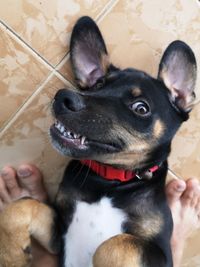 Portrait of puppy with person