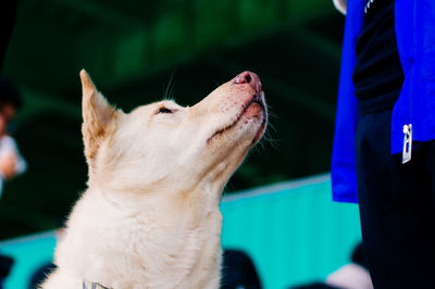 Close-up of a dog