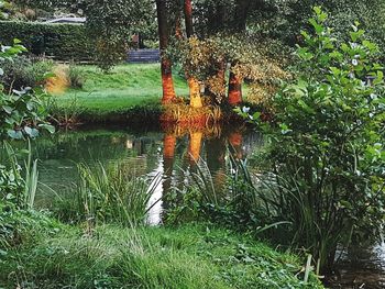 Reflection of trees in water