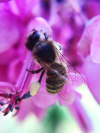 Close-up of bee pollinating on pink flower