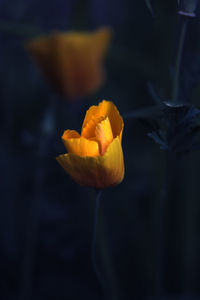 Close-up of yellow rose flower