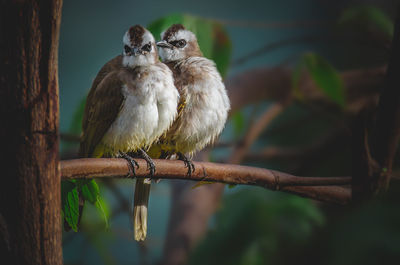 Pair of yellow vented bulbul perch on the branch of the tree