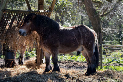 Pony standing at farm