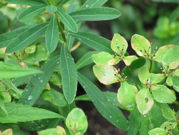 Close-up of wet plant leaves