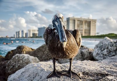 Pelican by water against sky