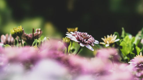 Close-up of pink flowering plant on field