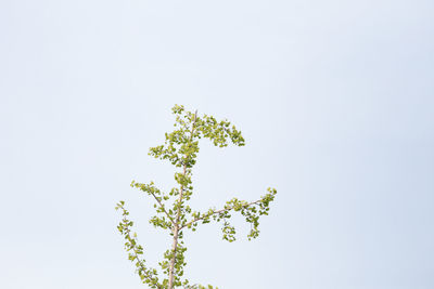 Low angle view of plant against clear sky