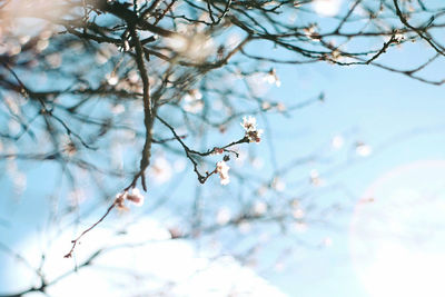 Low angle view of snow covered tree against sky