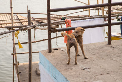 Dog standing on railing