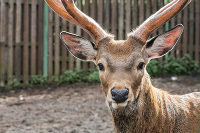 Portrait of deer