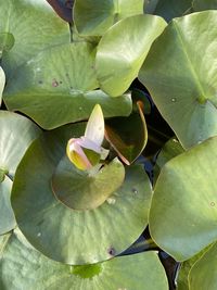 High angle view of lotus water lily in pond