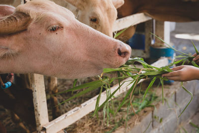 Close-up of a hand eating animal