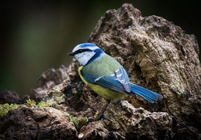 Close-up of bird perching on rock