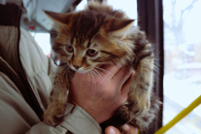 Close-up of kitten looking at home