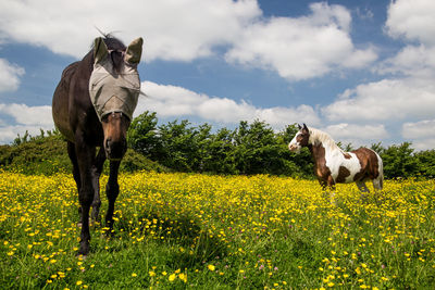 Horses in a field