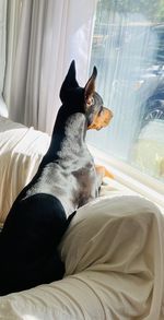 Dog relaxing on bed at home