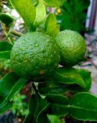 Close-up of fruit